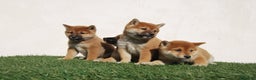 Shiba Inu perros en venta: Cachorros de Shiba inu nacionales  en Madrid - Anuncio 2