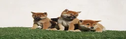 Shiba Inu perros en venta: Cachorros de Shiba inu nacionales  en Madrid - Anuncio 2