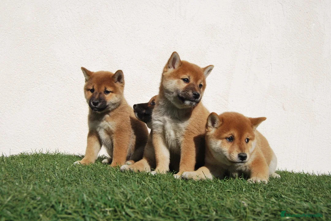 Shiba Inu perros en venta: Cachorros de Shiba inu nacionales  en Madrid - Anuncio 2