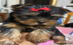 Yorkshire Terrier perros en venta: Yorkshire toy  - Anuncio 7