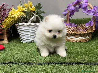 Pomerania perros Pomeranias línea americana carita de osito !! - Anuncio 1