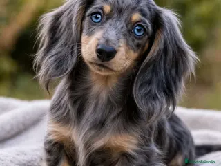 Teckel Miniatura perros TECKEL BLUE PELO LARGO OJOS AZULES - Anuncio 1