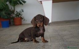 Teckel Miniatura perros en venta: 🍫 Cacao y Bongo – Dulzura en versión mini 🐾 - Imagen 6