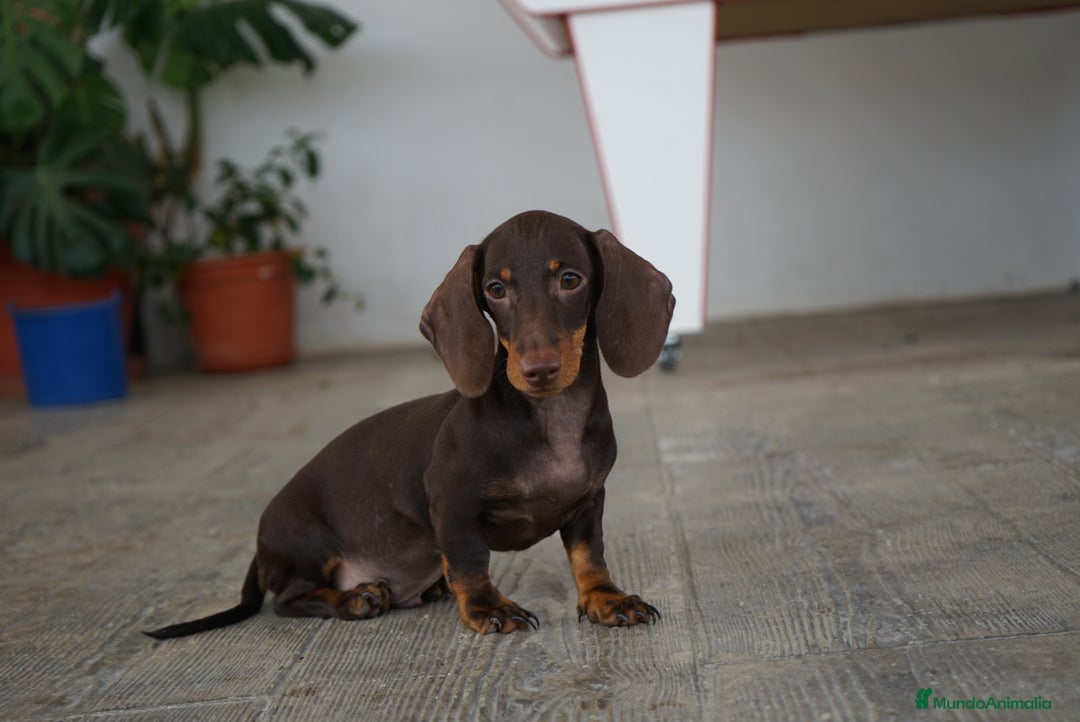 Teckel Miniatura perros en venta: 🍫 Cacao y Bongo – Dulzura en versión mini 🐾 - Imagen 6