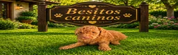 Caniche Toy perros en venta: Caniche toy - Anuncio 1