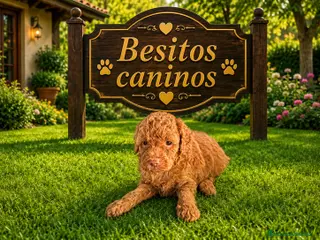 Caniche Toy perros Caniche toy - Anuncio 2
