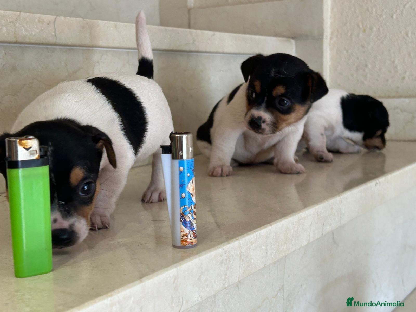 Jack Russell Terrier perros Jack Russell Terrier  - Anuncio 2