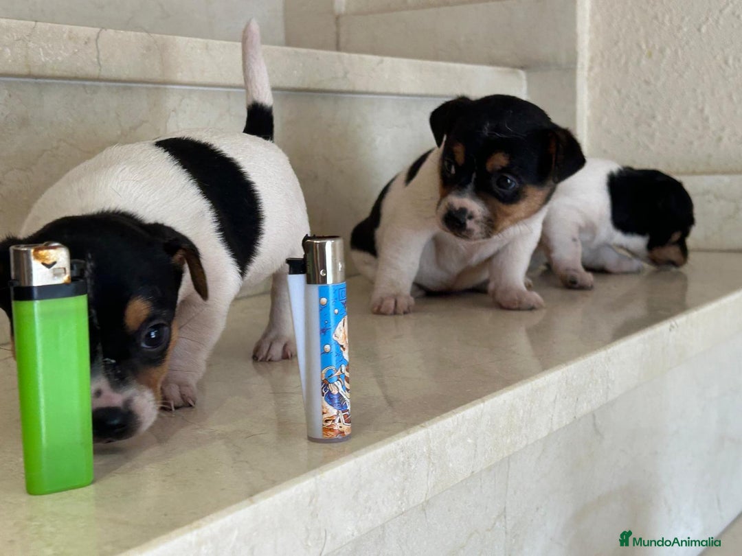 Jack Russell Terrier perros en venta: Jack Russell Terrier  - Anuncio 2