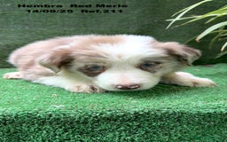 Border Collie perros en venta: BORDER COLLIE Red Merle - Imagen 6