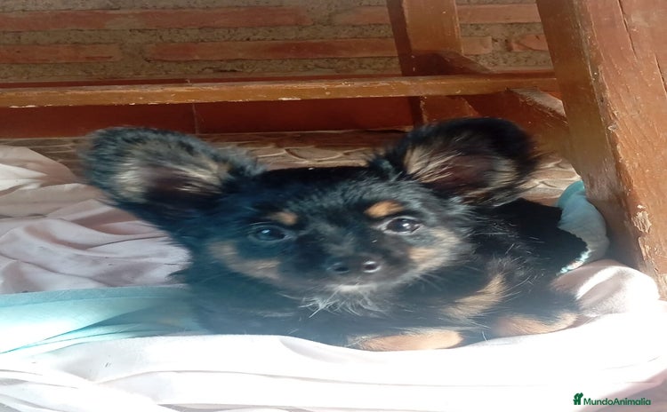 Yorkshire Terrier perros - Anuncio 1