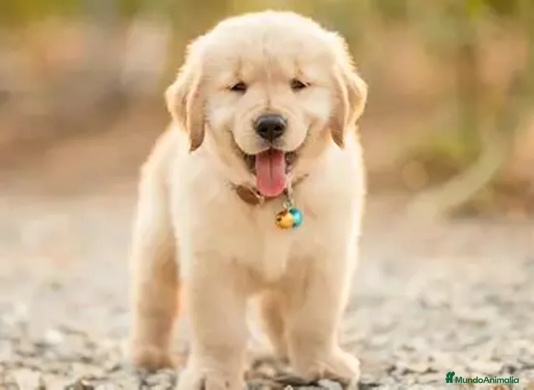 Golden Retriever perros en venta: CACHORRO GOLDEN RETRIEVER - 2 MESES - Anuncio 2