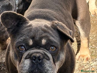 Bulldog Francés perros Bulldog francés en adopción - Anuncio 1