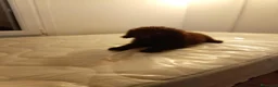 Caniche Mediano perros en venta: Caniche enano - Anuncio 4