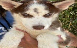 Husky Siberiano perros en venta: Husky rojo - Imagen 1