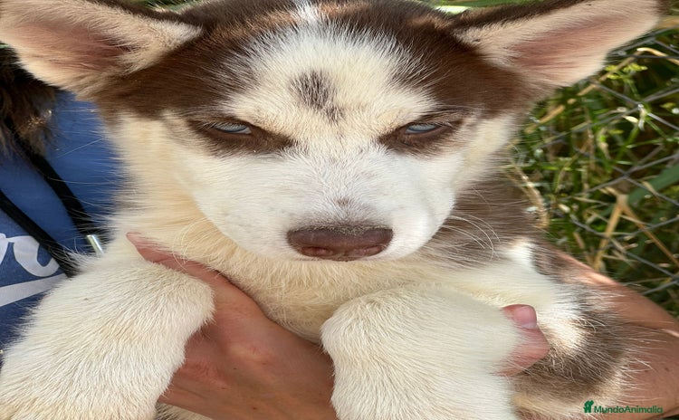 Husky Siberiano perros - Anuncio 3