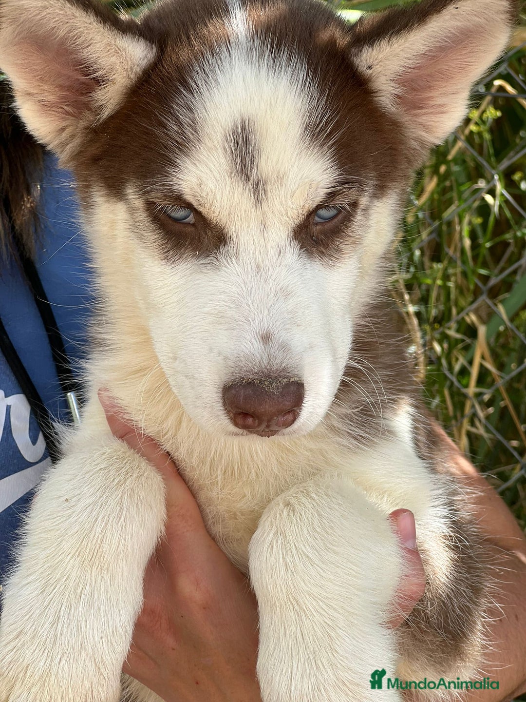 Husky Siberiano perros en venta: Husky rojo - Imagen 1