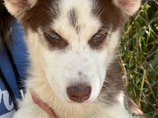 Husky Siberiano perros - Anuncio 9