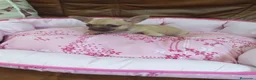 Chihuahua perros en venta: Chihuahua toy machito - Anuncio 7