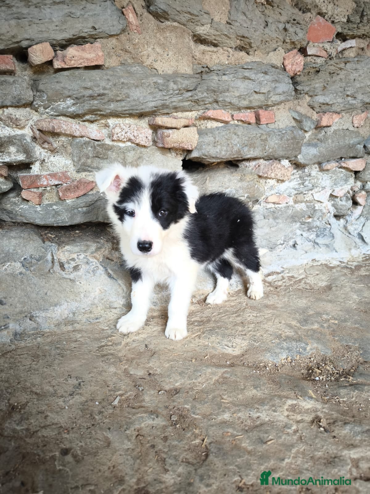 Border Collie perros Cachorros border collie varios colores! - Anuncio 2