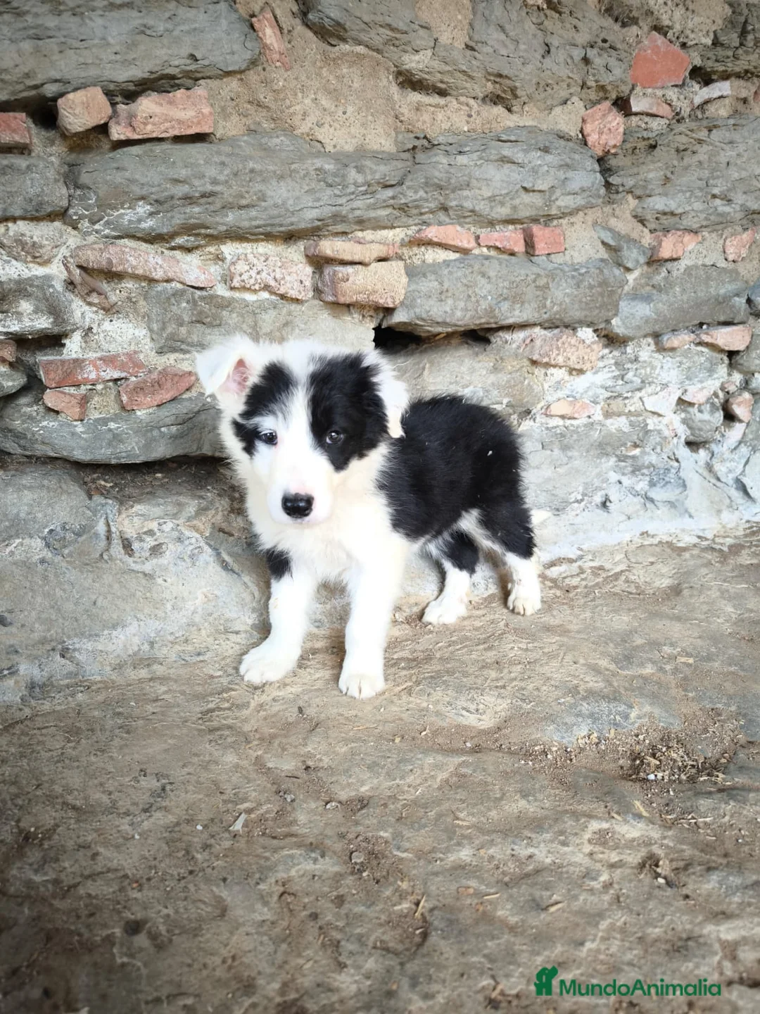 Border Collie perros en venta: Cachorros border collie varios colores! - Anuncio 1