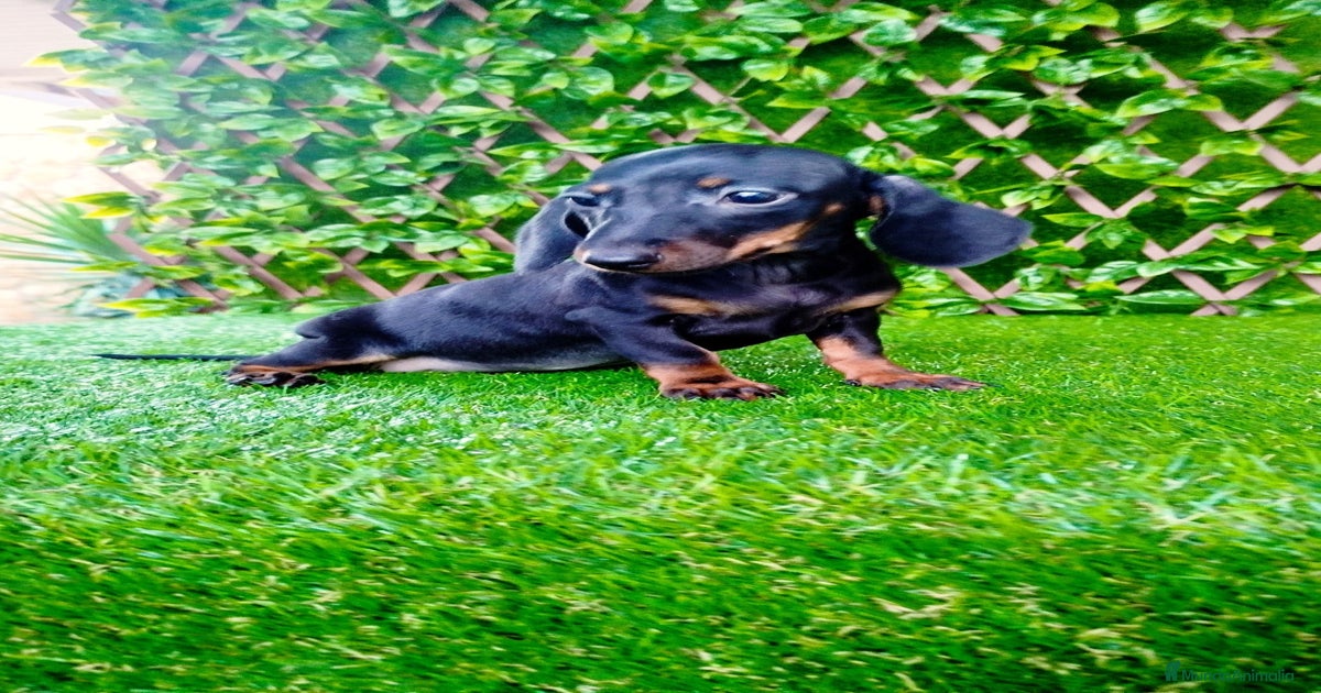 Teckels Mini toy en venta en Atarfe | MundoAnimalia