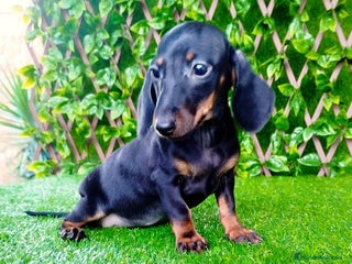 Teckel Miniatura perros - Anuncio 1