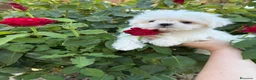 Bichón Maltés perros en venta: Bichon Maltés líneas coreanas muy chato !!! - Anuncio 4
