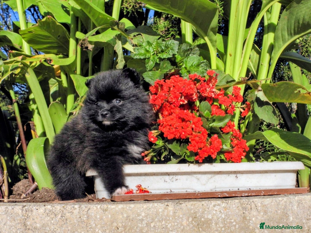 Pomerania perros en venta: Preciosos cachorros de pomerania - Imagen 2