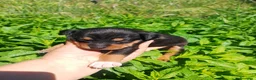 Raza Mixta perros en venta: Cruce de bodequero con chihuahua  - Anuncio 6