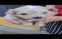 Maltipoo perros en venta: Maltipoo - Imagen 3
