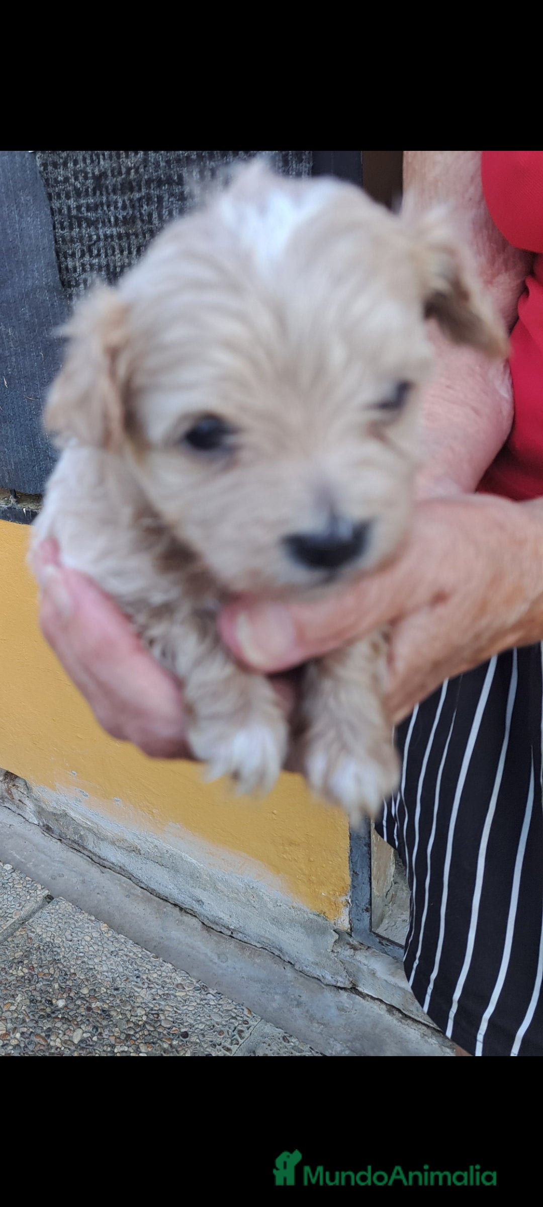 Maltipoo perros en venta: Maltipoo - Imagen 3