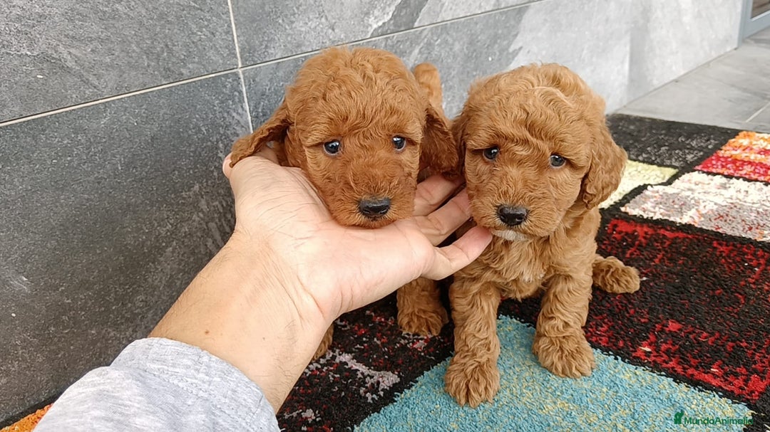 Caniche Enano perros en venta: Caniche enano - Anuncio 3