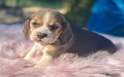 Beagle perros en venta: Beagle tricolor camada - Imagen 10