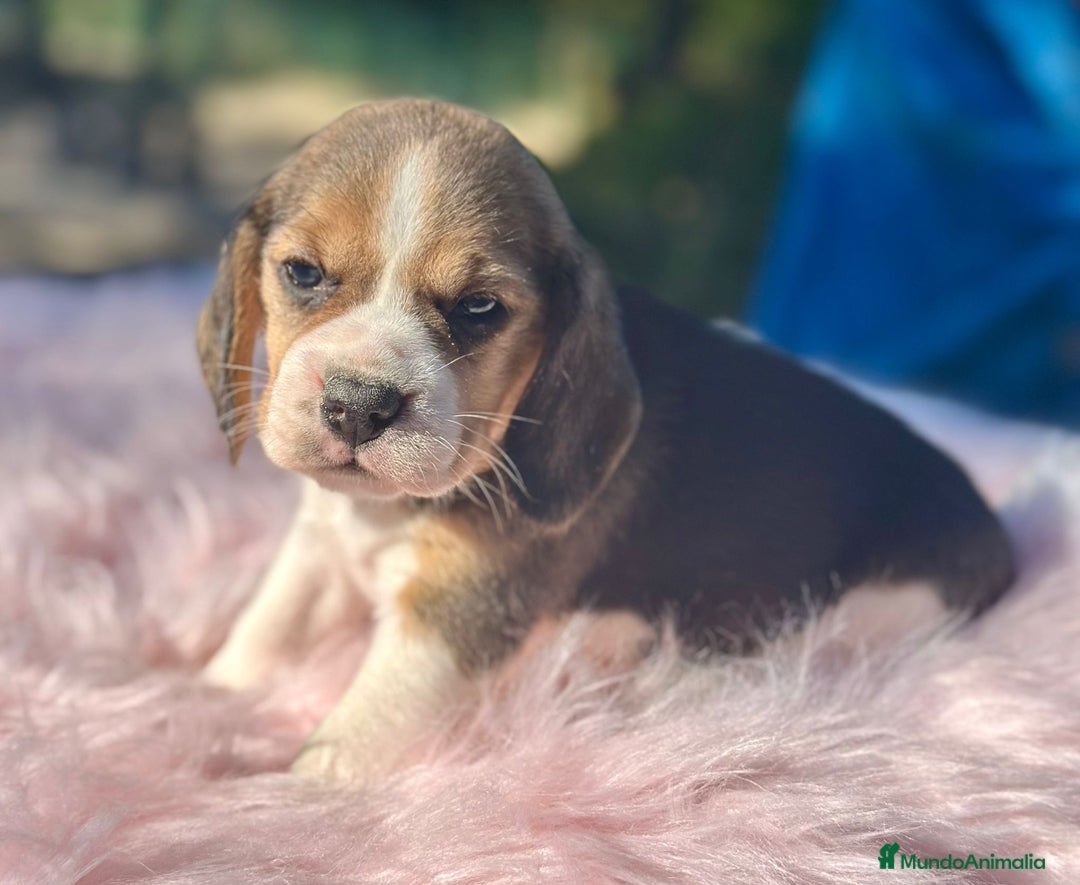 Beagle perros en venta: Beagle tricolor camada - Imagen 10