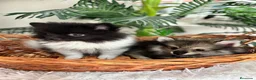 Pomerania perros en venta: POMERANIA  - Anuncio 12