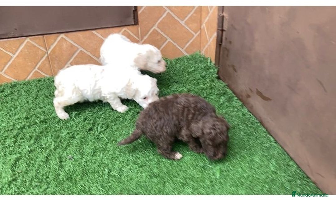 Perro de Agua Español perros en venta: Perro de agua español - Anuncio 1