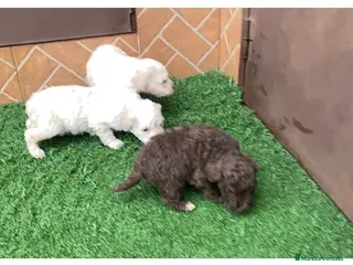 Perro de Agua Español perros Perro de agua español - Anuncio 2