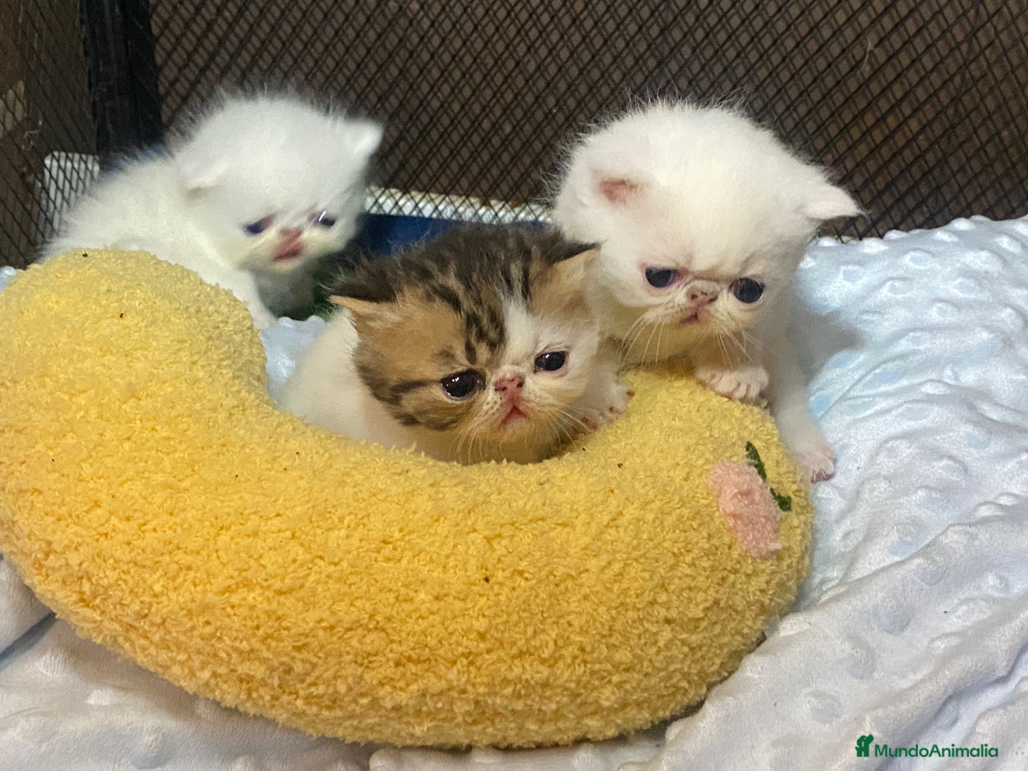 Persa gatos Camada exótica - Anuncio 1