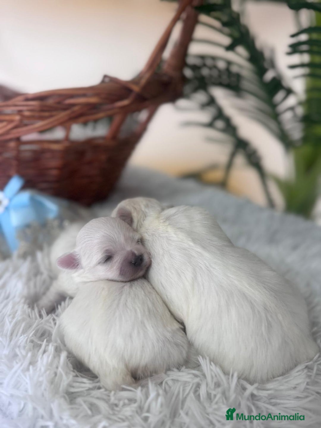 Bichón Maltés perros en venta: BICHON MALTES  - Anuncio 7