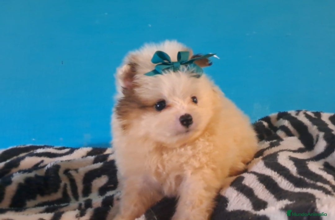 Pomerania perros en venta: Pomerania en Murcia - Imagen 1