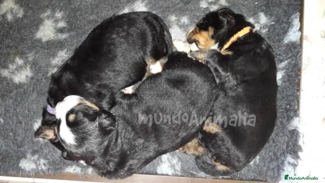 Imagen de galería {{count}}