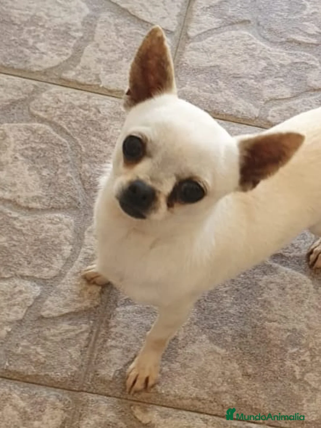Chihuahua perros para monta: CHIHUAHUA MONTAS - Anuncio 2