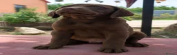 Labrador Retriever perros en venta: Labrador retriever chocolate🐶🐾 - Anuncio 2