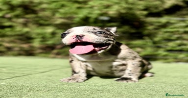 Bulldog Francés perros - Anuncio 7