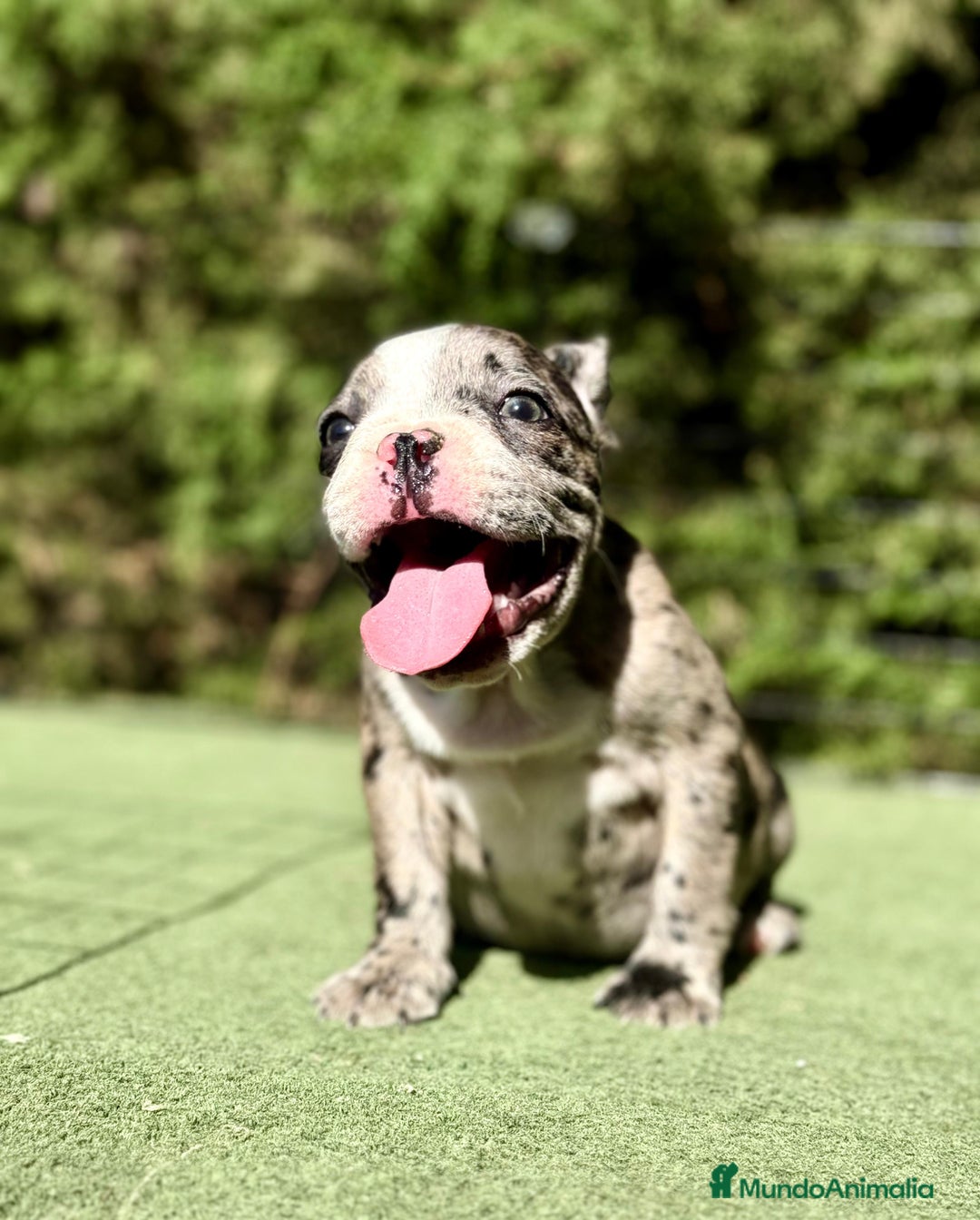 Bulldog Francés perros en venta: Bulldog francés muy buena morfología  - Imagen 3