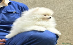 Pomerania perros en venta: Pomerania Miniatura, ejemplares blancos y crema - Imagen 15