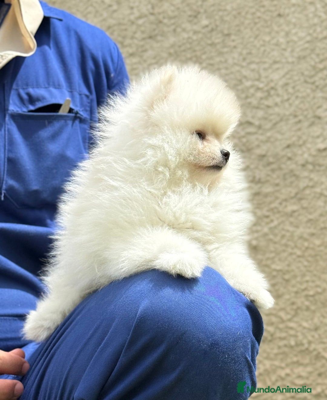 Pomerania perros en venta: Pomerania Miniatura, ejemplares blancos y crema - Imagen 15