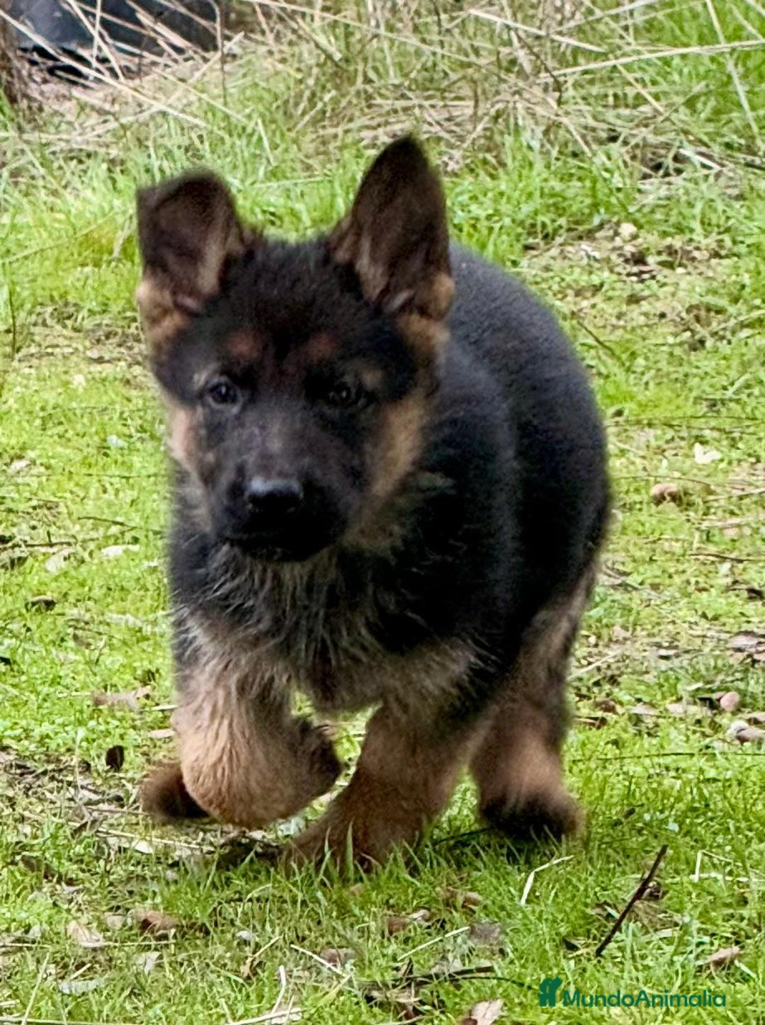 Pastor Alemán perros en venta: Pastor alemán belleza  - Anuncio 19