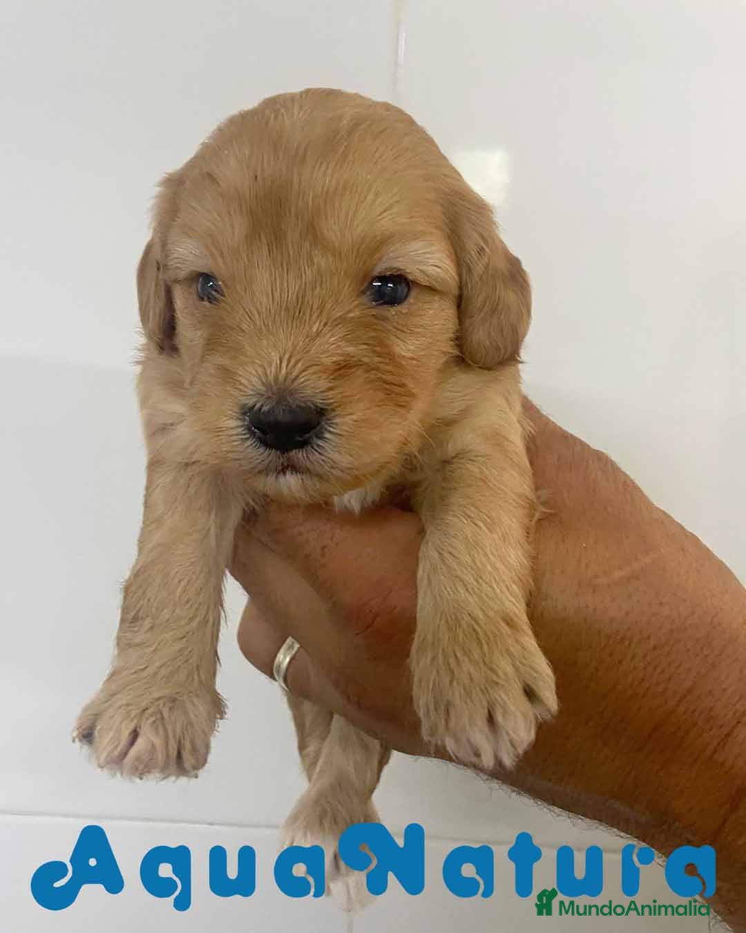 Bichón Habanero perros Havapoo Macho de Ada y Can AQUANATURA - Anuncio 17