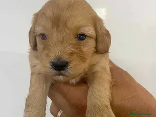 Bichón Habanero perros Havapoo Macho de Ada y Can AQUANATURA - Anuncio 3